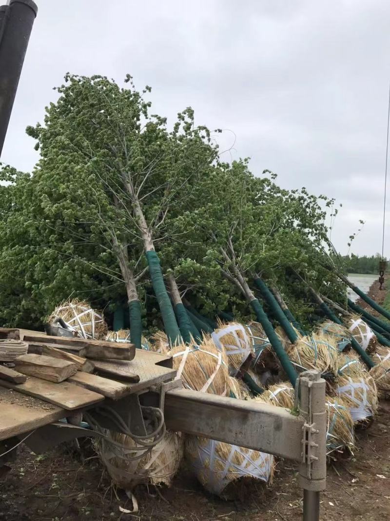 大量供应美国红枫秋火焰红点红冠5-25公分量大