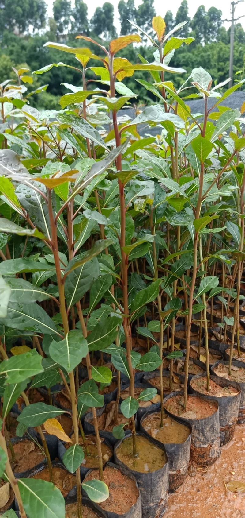 小叶榄仁木苗复绿绿化工程公路旁公园庭院别墅种植树苗