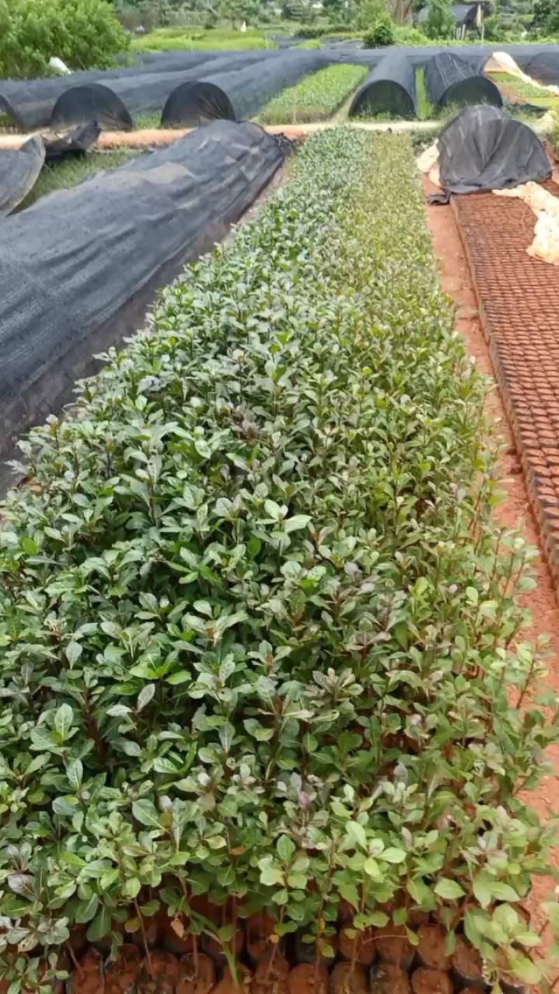小叶榄仁木苗复绿绿化工程公路旁公园庭院别墅种植树苗