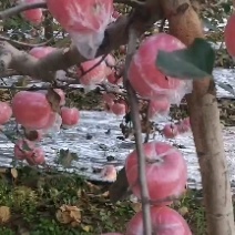 苹果