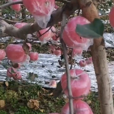 苹果