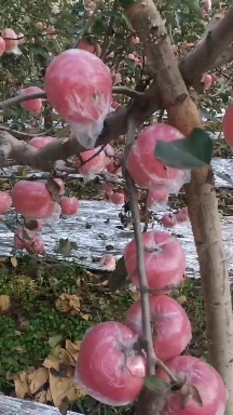 苹果