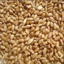 有机肥优质小麦出售