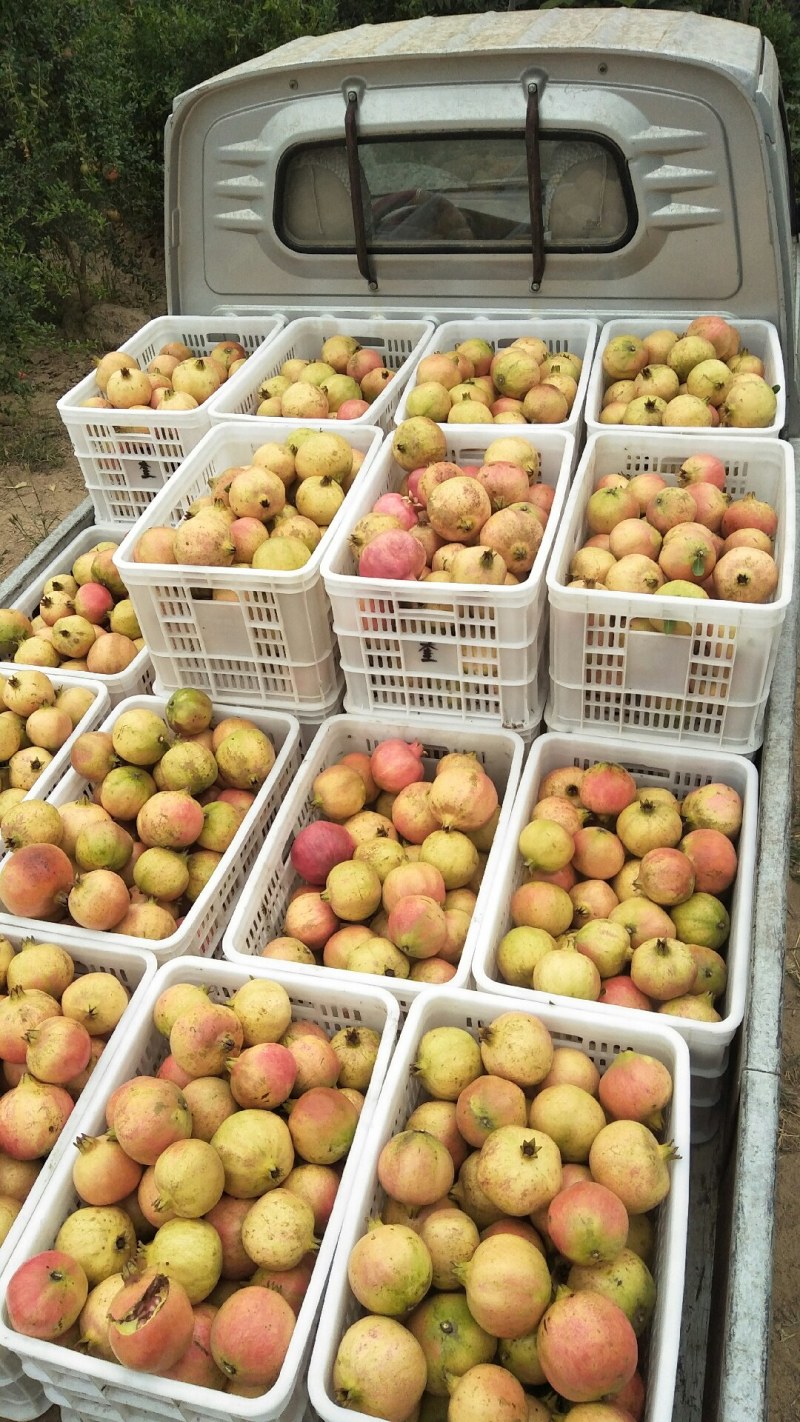 河阴软籽次品果代办
