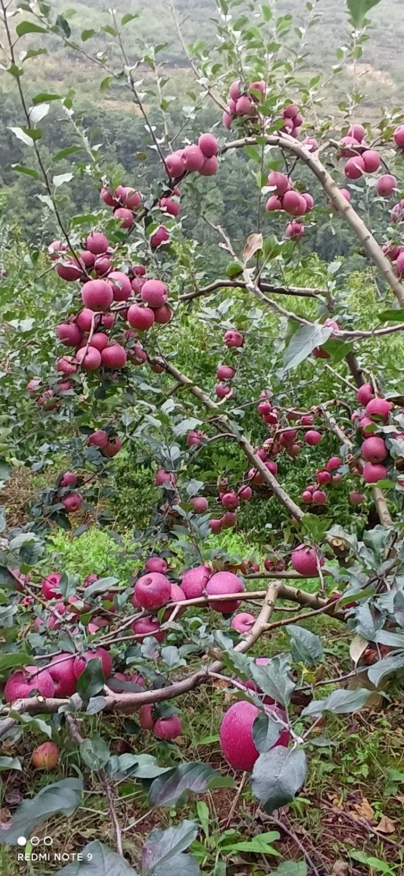 糖心苹果