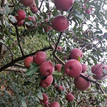 糖心苹果