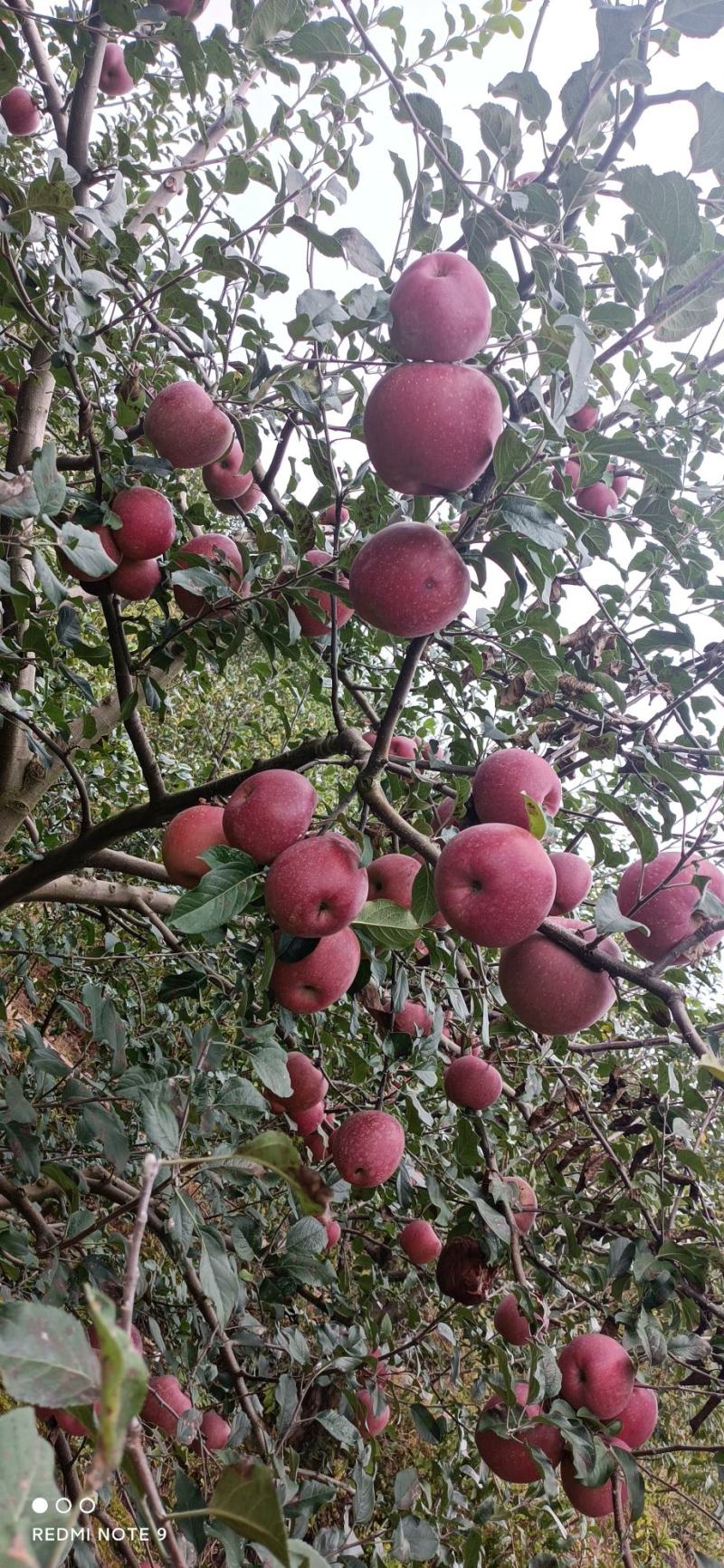 糖心苹果