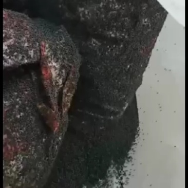 黑蚂蚁，广东野生黑蚂蚁，货量充足，干净，干度好。