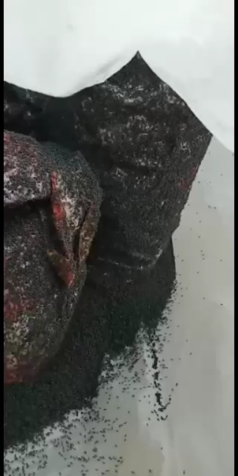 黑蚂蚁，广东野生黑蚂蚁，货量充足，干净，干度好。