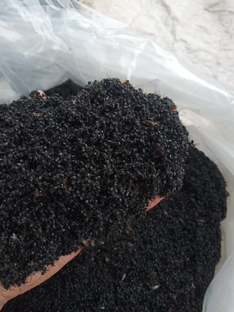 黑蚂蚁，广东野生黑蚂蚁，货量充足，干净，干度好。