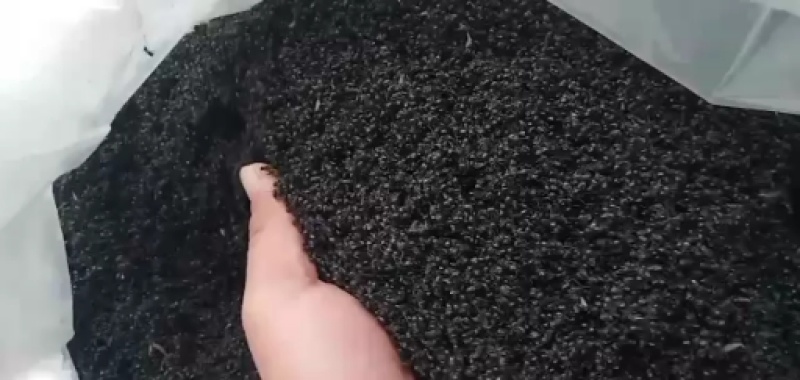 黑蚂蚁，广东野生黑蚂蚁，货量充足，干净，干度好。