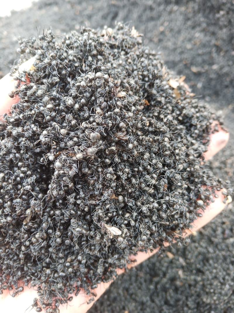 黑蚂蚁，广东野生黑蚂蚁，货量充足，干净，干度好。