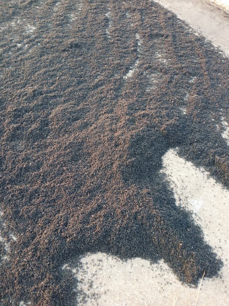 黑蚂蚁，广东野生黑蚂蚁，货量充足，干净，干度好。