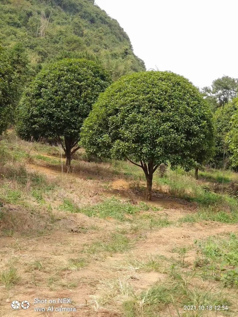 大量出售八月桂一批，宫粉紫荊