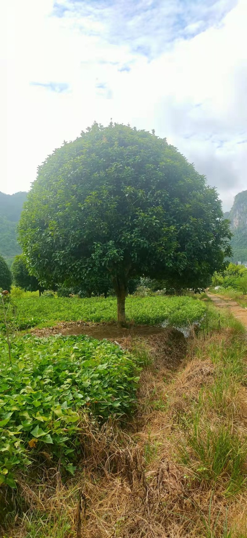 大量出售八月桂一批，宫粉紫荊