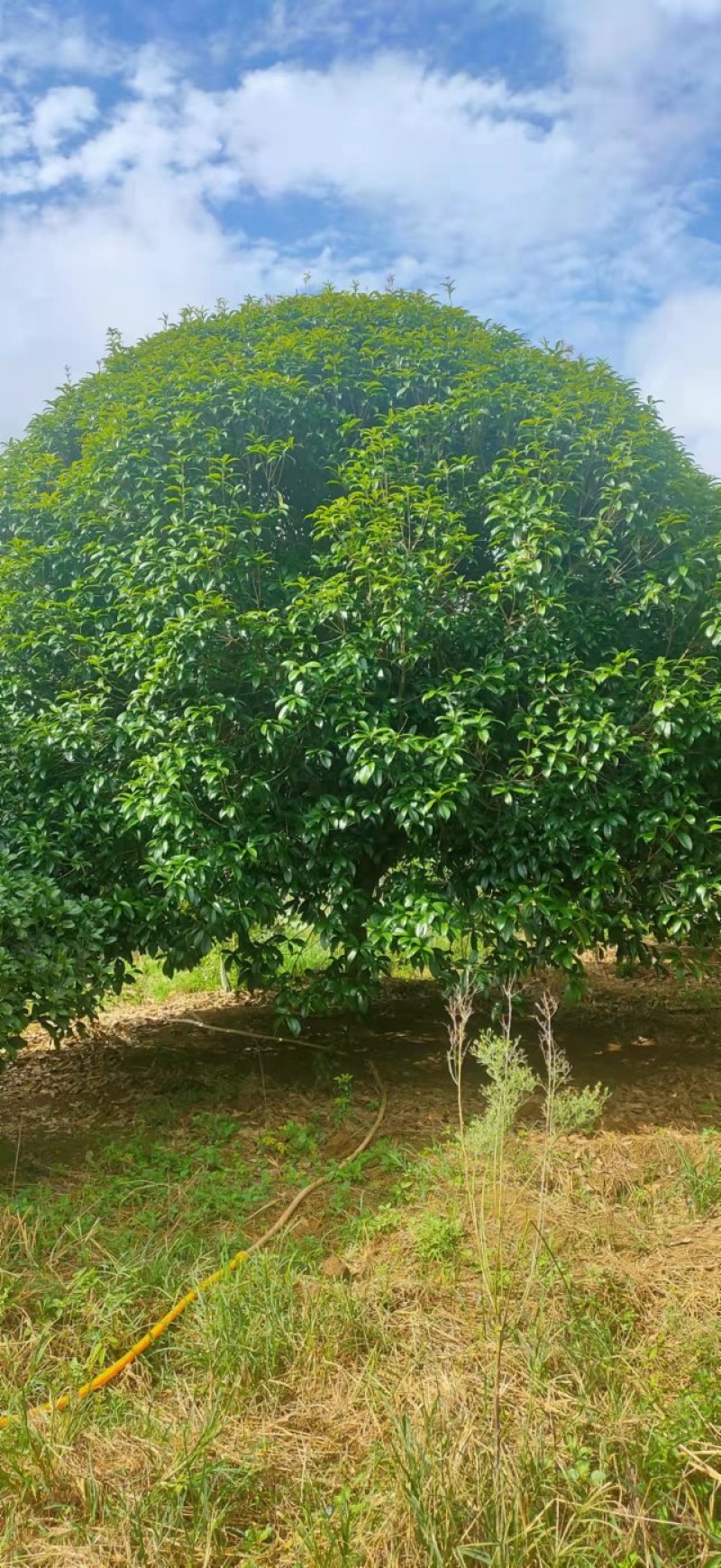 大量出售八月桂一批，宫粉紫荊