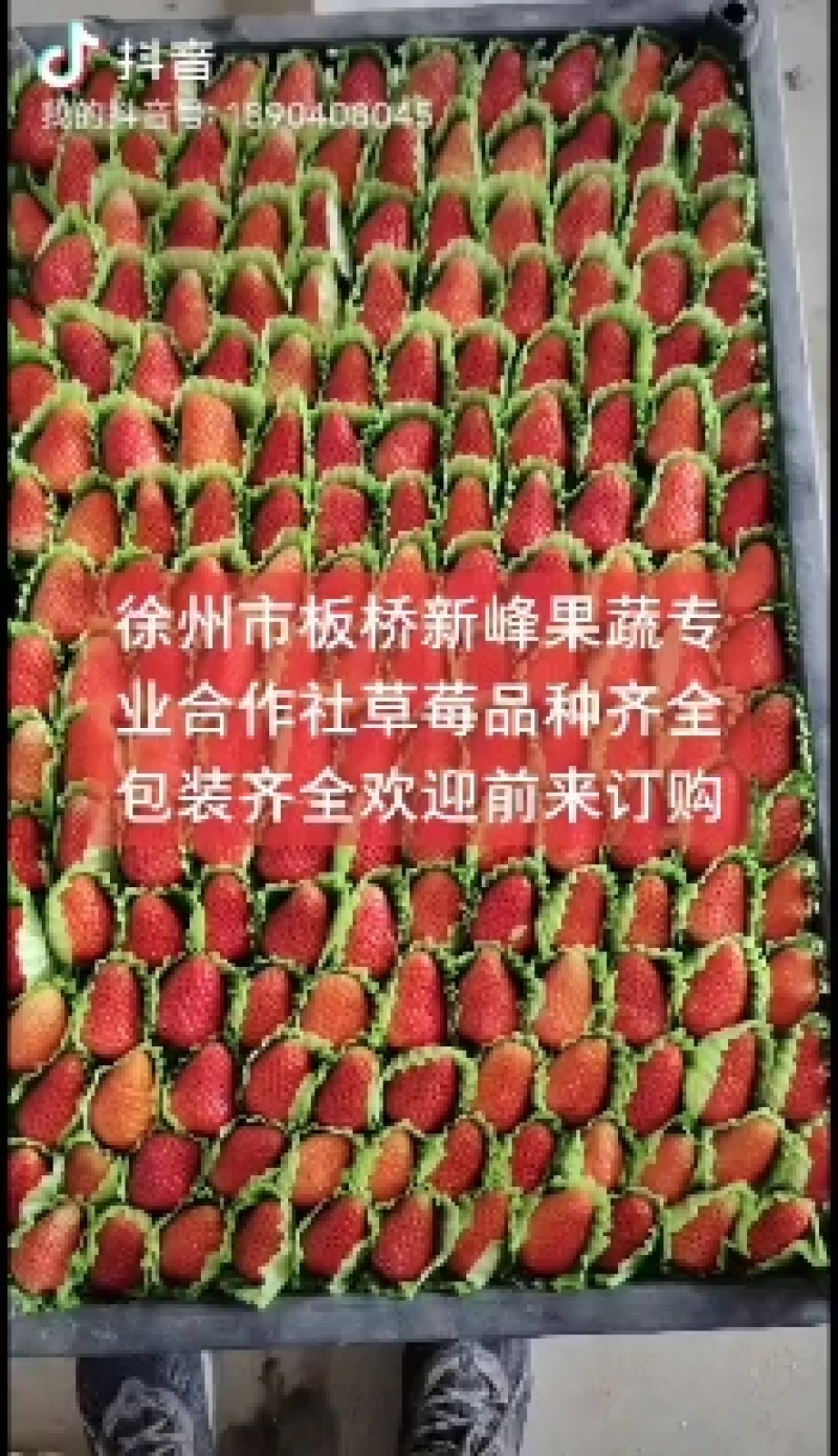 新鲜宁玉草莓大量上市欢迎大家的到来