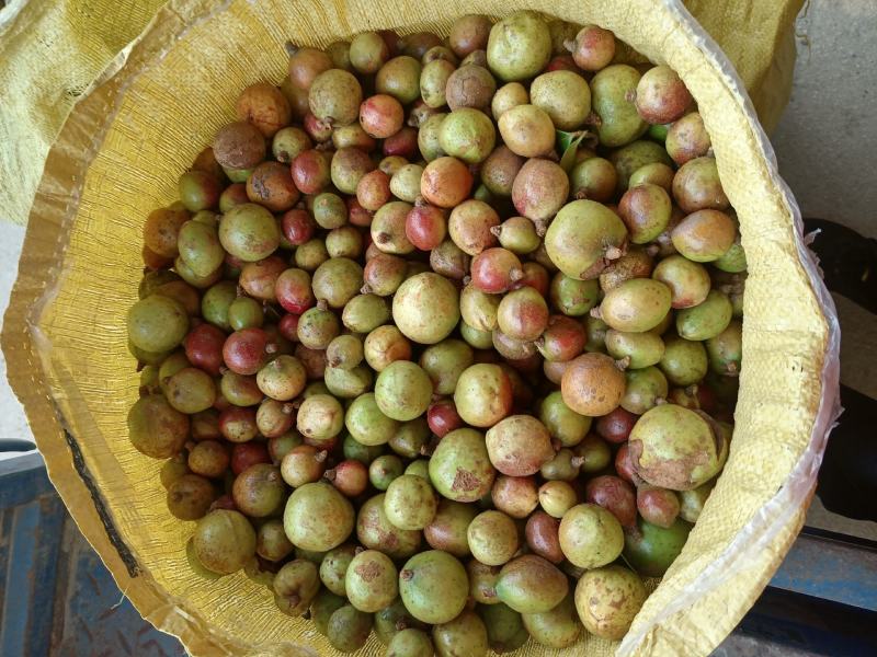 油茶果