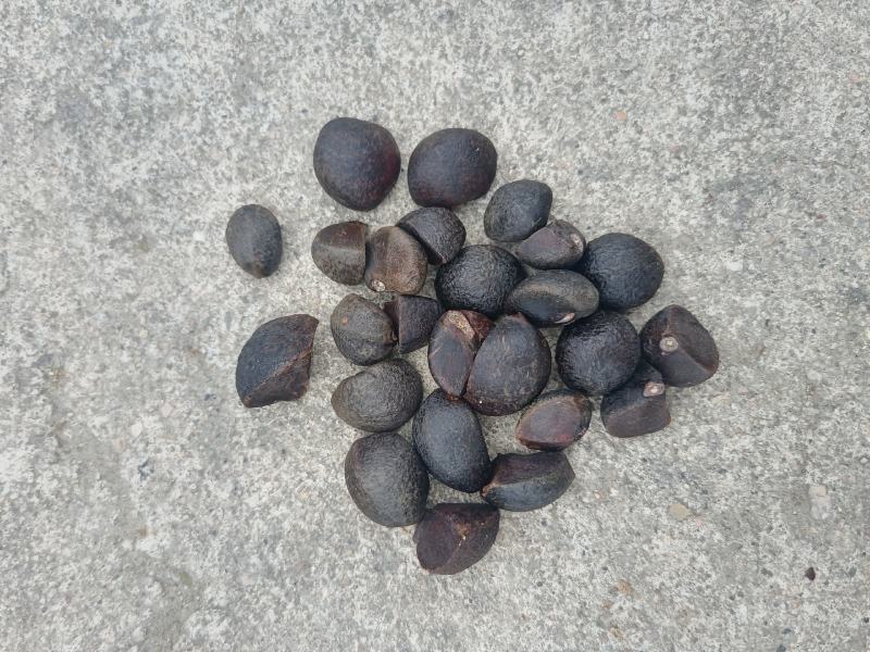 油茶果
