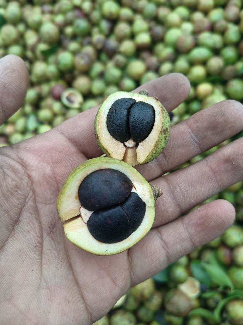 油茶果