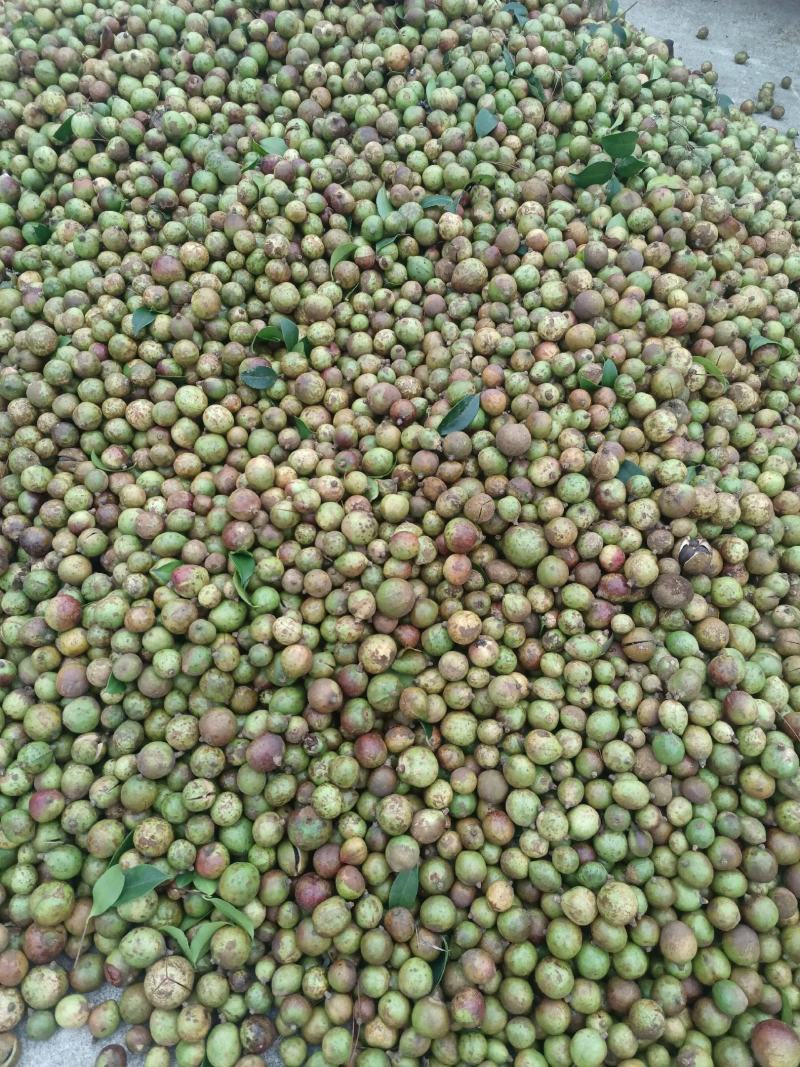 油茶果