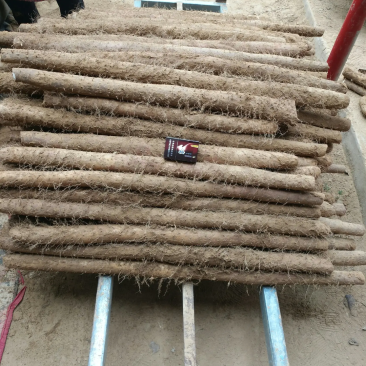 山西白玉山药2024新货上市，大量有货，保质保量，合作共