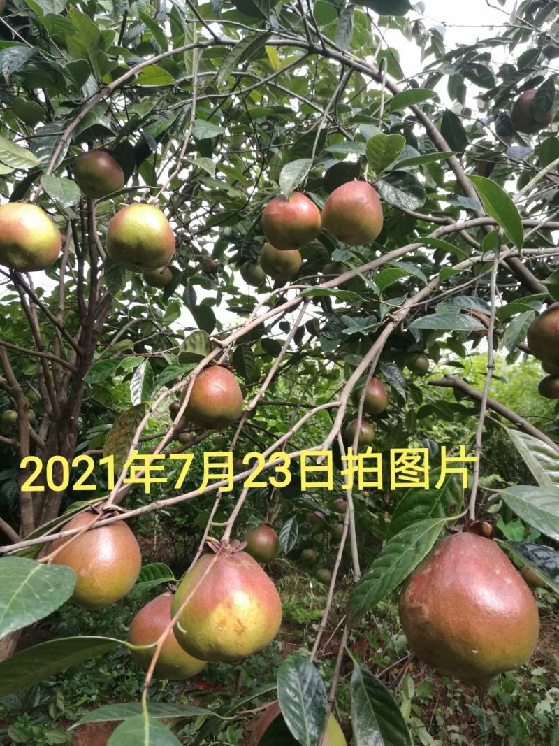 中科大果红花油茶苗25公分到七十公分各种规格裸根苗杯苗