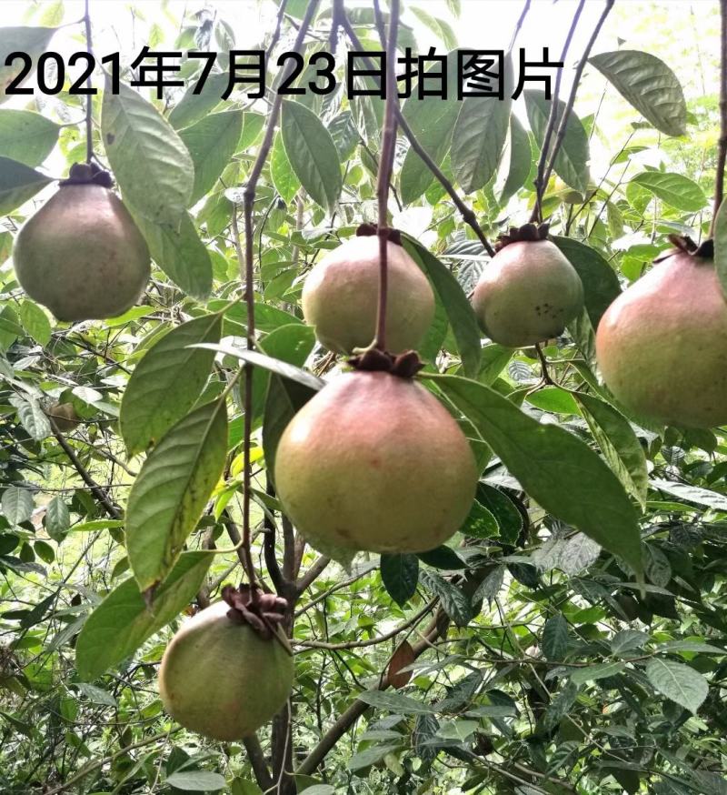 中科大果红花油茶苗25公分到七十公分各种规格裸根苗杯苗