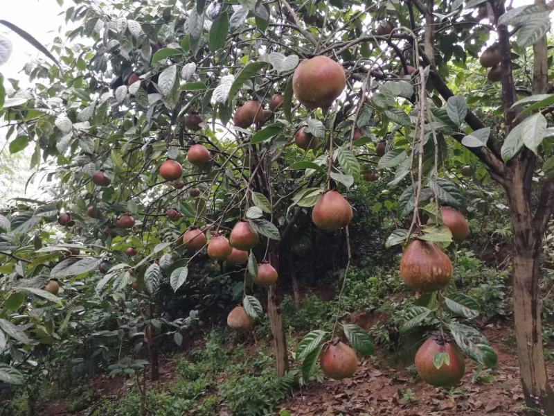 中科大果红花油茶苗25公分到七十公分各种规格裸根苗杯苗
