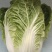 娃娃菜（白菜）毛货，净菜