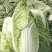 娃娃菜（白菜）毛货，净菜