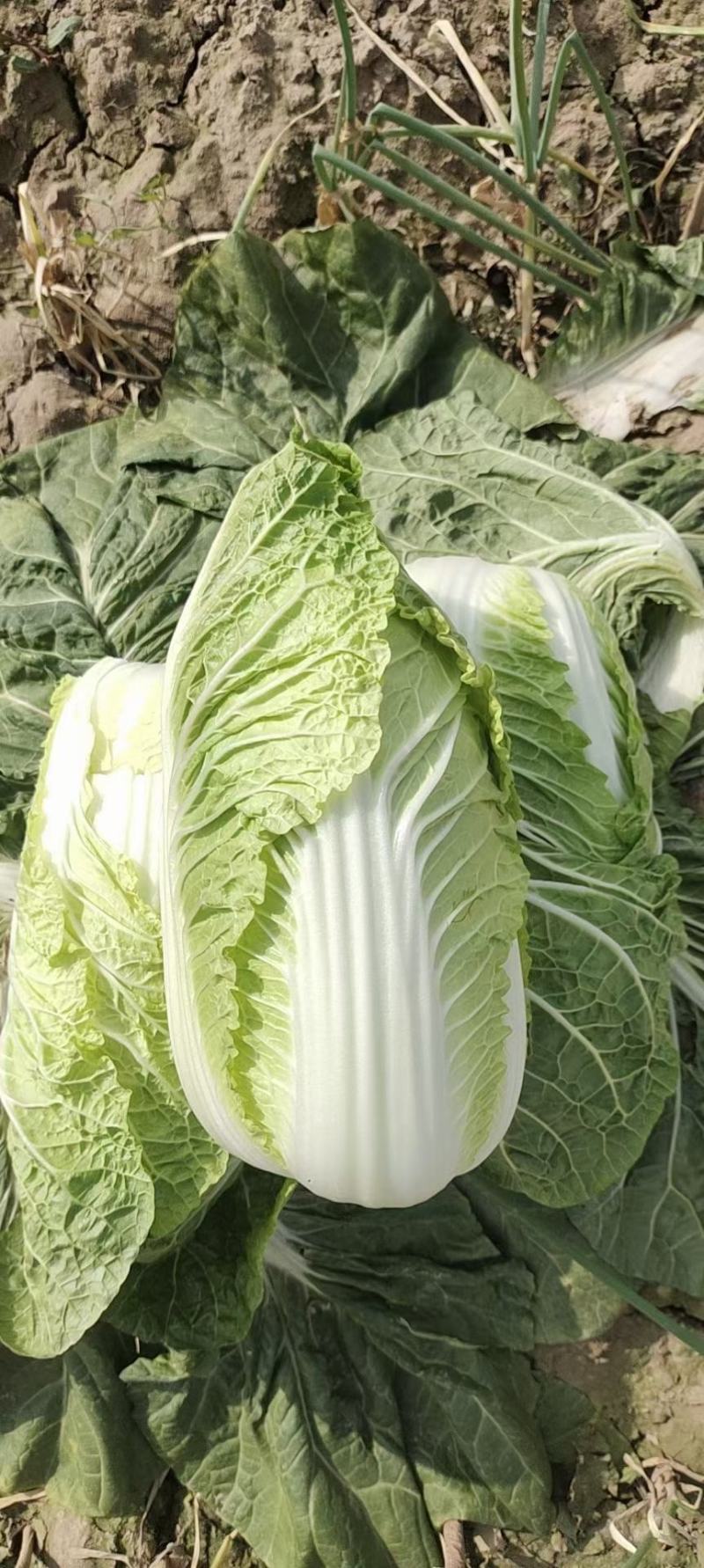 娃娃菜（白菜）毛货，净菜