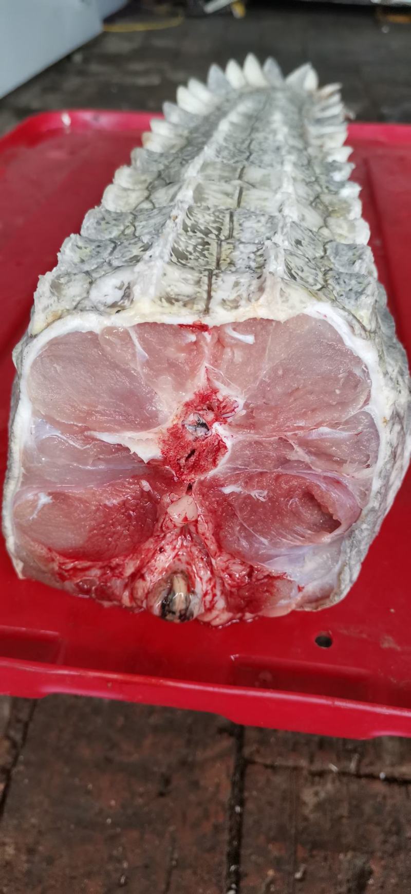 鳄鱼肉，鸵鸟肉，梅花鹿肉