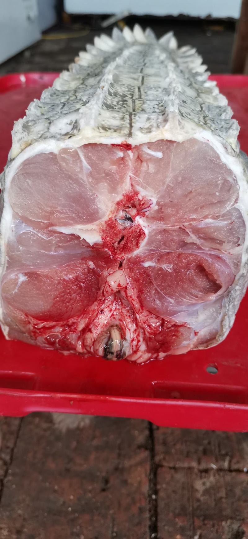 鳄鱼肉，鸵鸟肉，梅花鹿肉