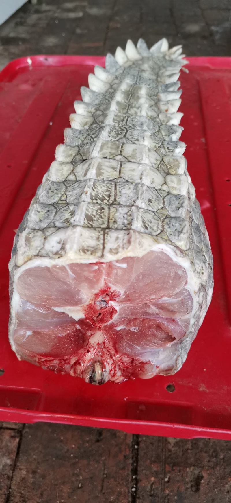 鳄鱼肉，鸵鸟肉，梅花鹿肉