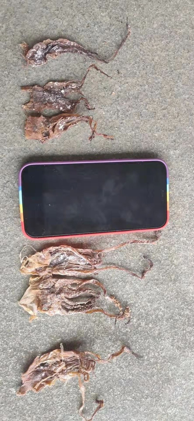 干鱿鱼，高品质，高水发量，鱿鱼花，片，头尾巴，11111
