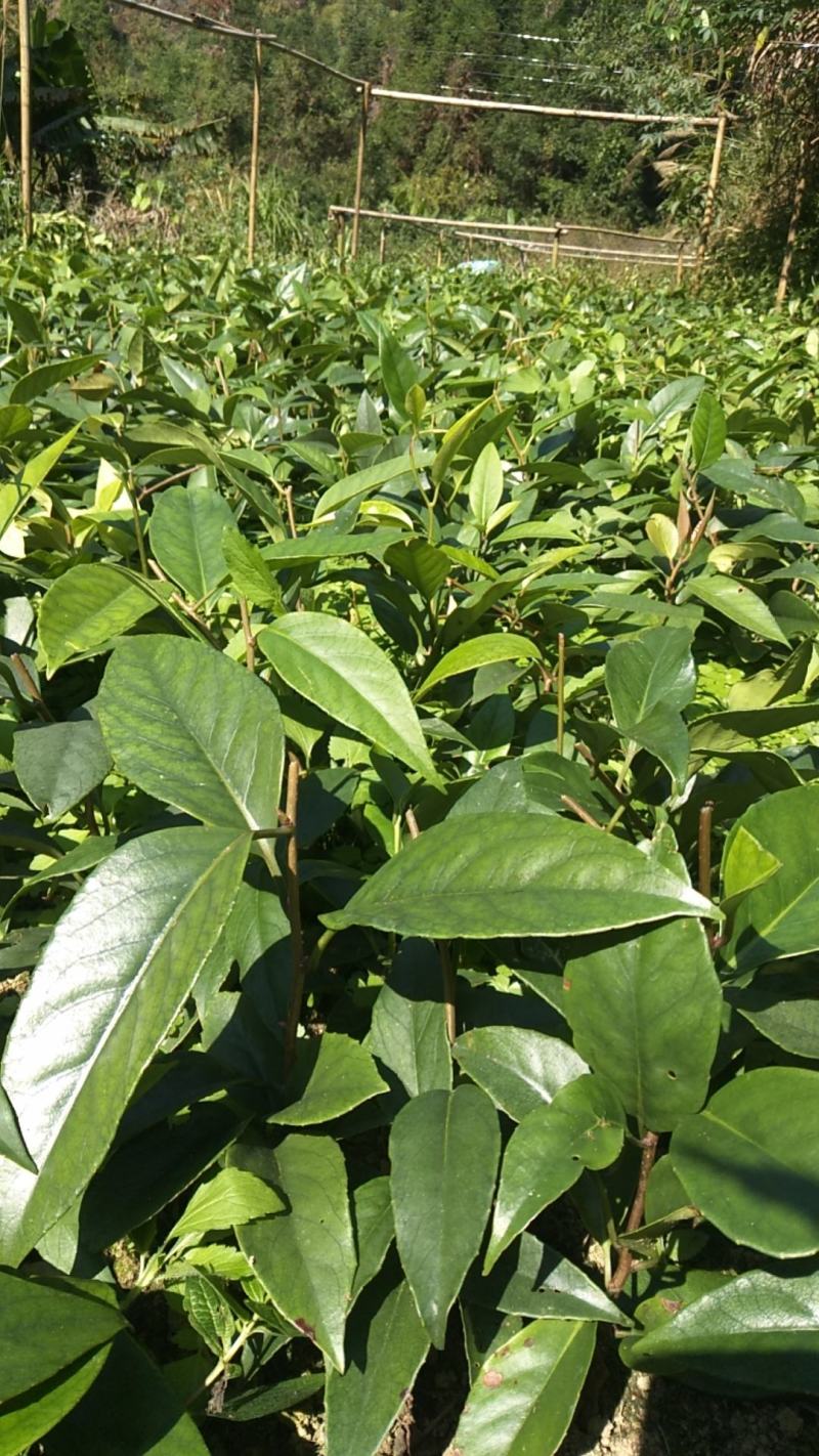 黑老虎苗布福娜冷饭团广西大瑶山黑老虎果苗优质果苗产地直销