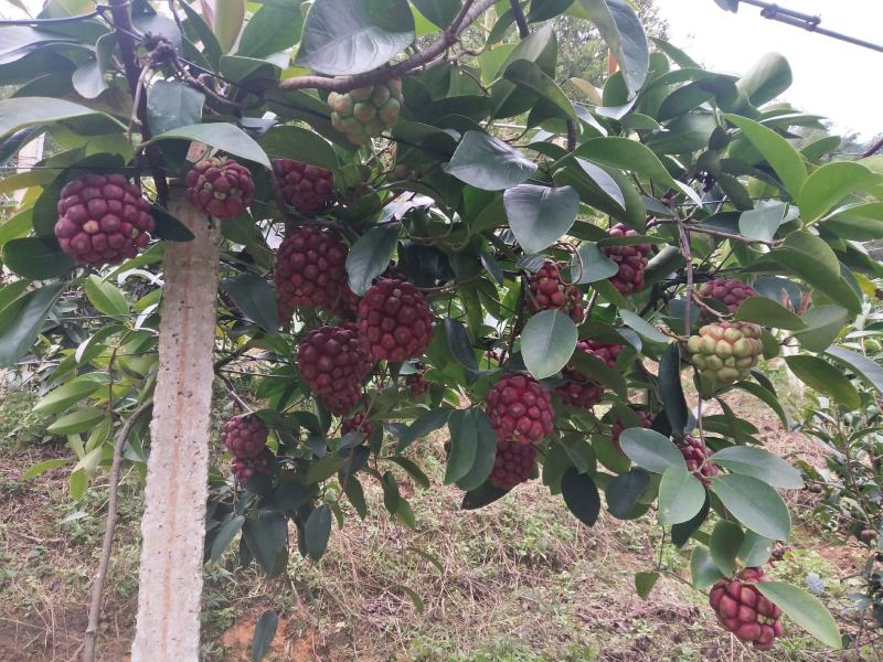 黑老虎苗布福娜冷饭团广西大瑶山黑老虎果苗优质果苗产地直销