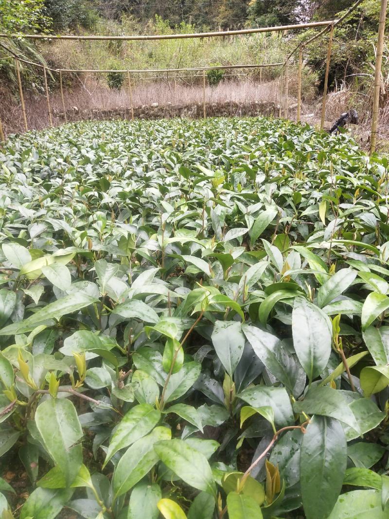 黑老虎苗布福娜冷饭团广西大瑶山黑老虎果苗优质果苗产地直销