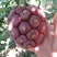 黑老虎苗布福娜冷饭团广西大瑶山黑老虎果苗优质果苗产地直销
