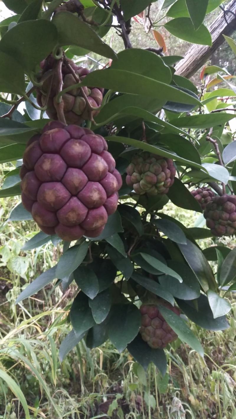 黑老虎苗布福娜冷饭团广西大瑶山黑老虎果苗优质果苗产地直销