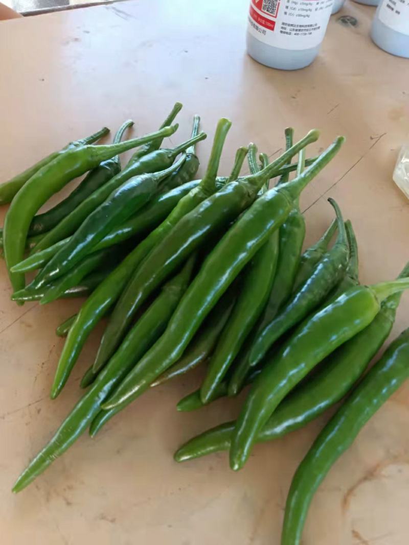 河南精品青米椒，小米椒鲜辣椒，产地直销，代发全国各地