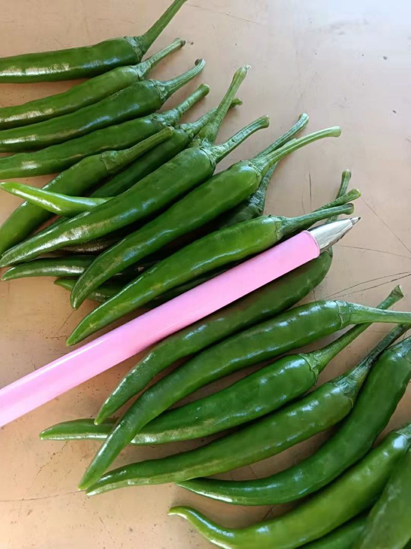 河南精品青米椒，小米椒鲜辣椒，产地直销，代发全国各地