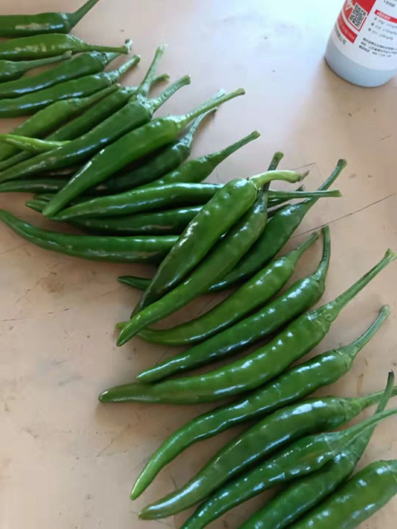河南精品青米椒，小米椒鲜辣椒，产地直销，代发全国各地