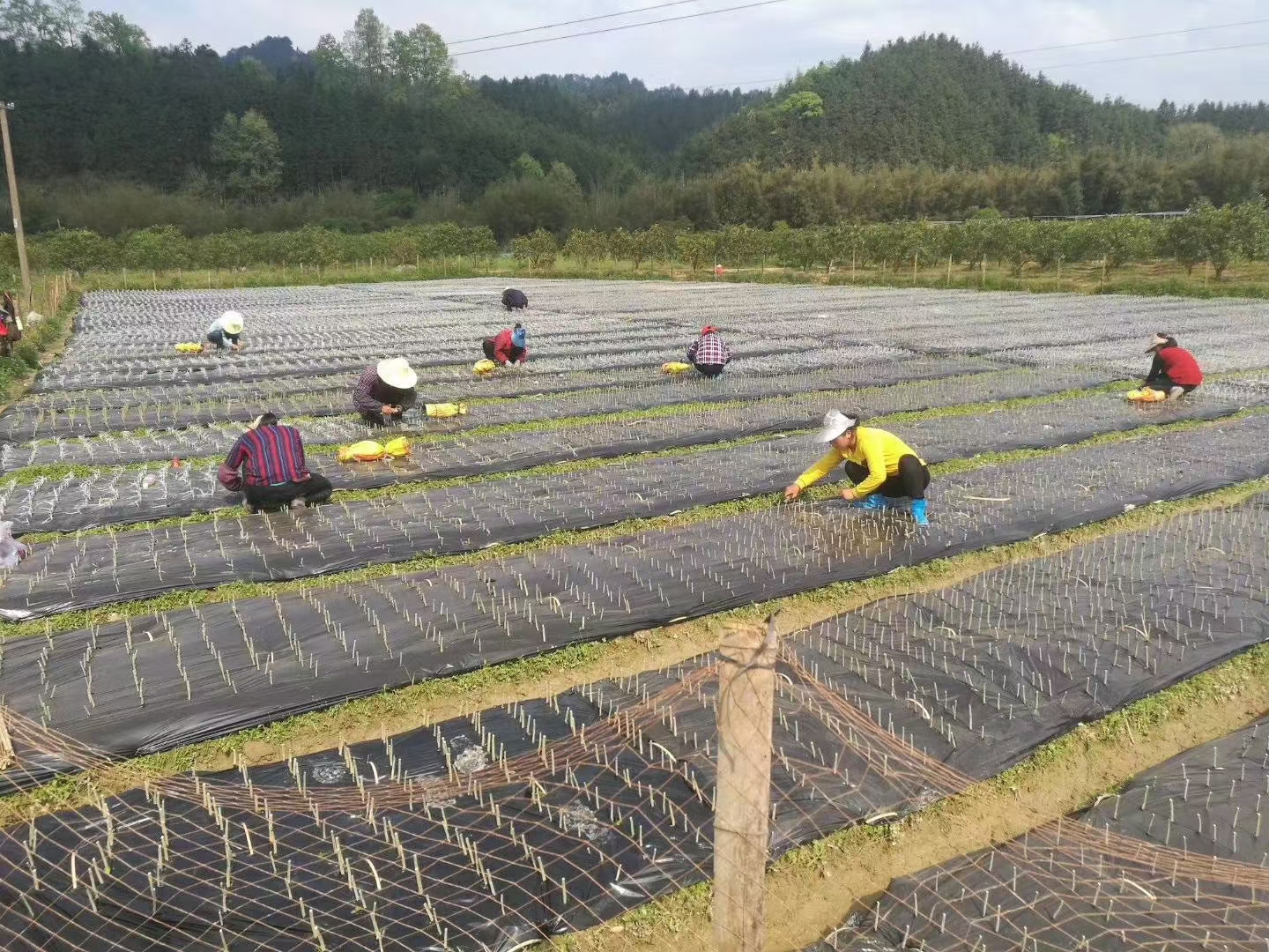 蜂糖李果园喷药现场