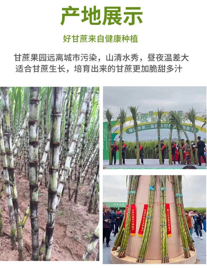 陶山甘蔗青皮甘蔗手撕甘蔗礼品盒包装整捆可批发