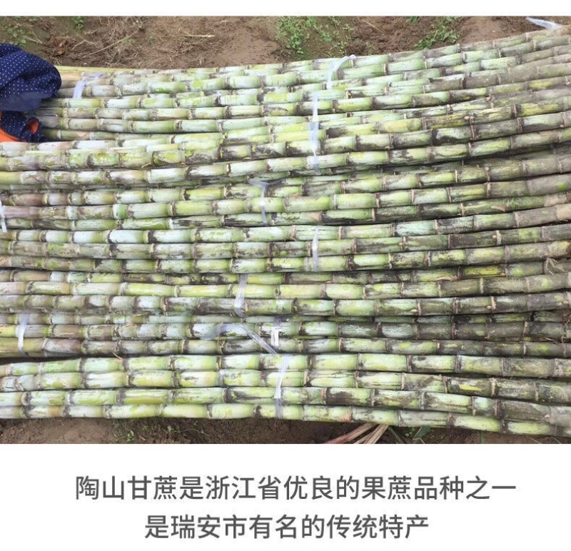 陶山甘蔗青皮甘蔗手撕甘蔗礼品盒包装整捆可批发