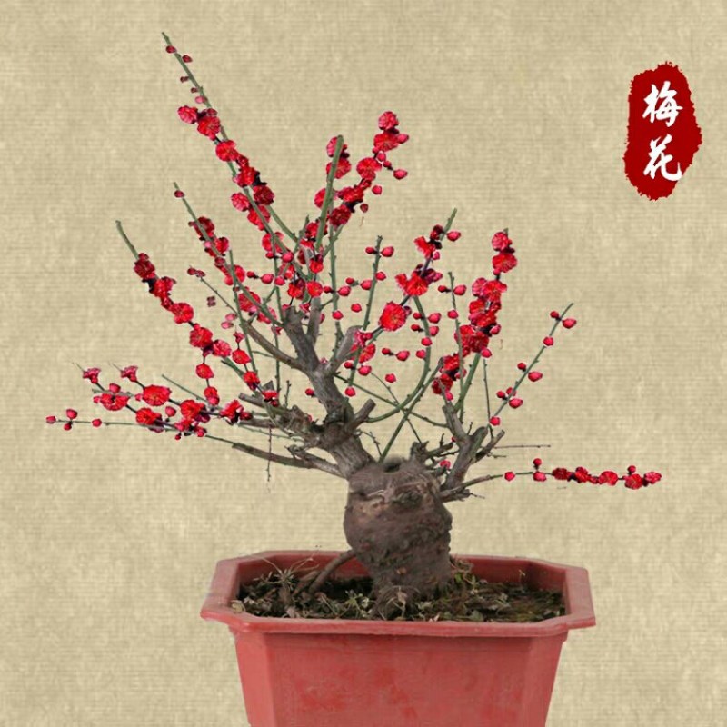红梅盆景梅花老桩树苗植物室内浓香型花卉庭院四季梅花盆栽