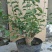 红梅盆景梅花老桩树苗植物室内浓香型花卉庭院四季梅花盆栽