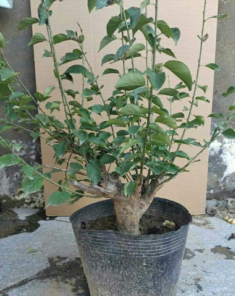 红梅盆景梅花老桩树苗植物室内浓香型花卉庭院四季梅花盆栽